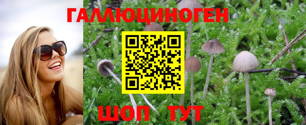 Ногинск  Псилоцибиновые грибы Magic Shrooms  где найти наркотики  Псилоцибиновые грибы Psilocybine cubensis  Вход с VPN 
